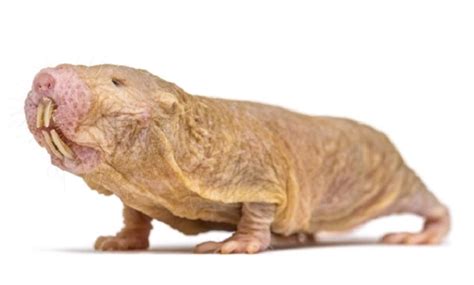 naked mole-rat diet|10 Things You Didn’t Know About Naked Mole